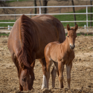 mare and foal in dry lot