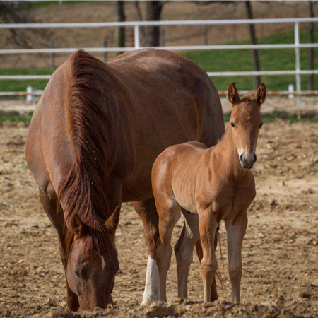 mare and foal in dry lot