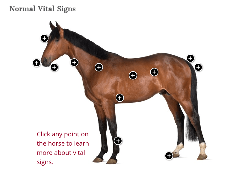 Equine Vital Signs Interactive
