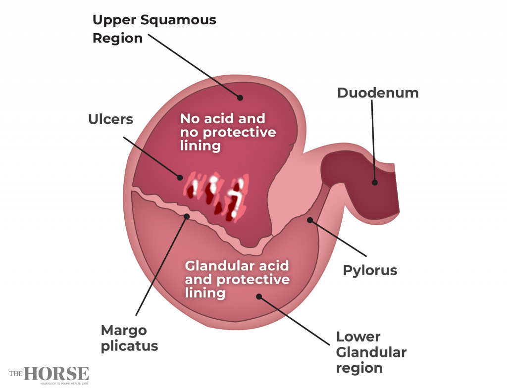 diagram of horse's stomach